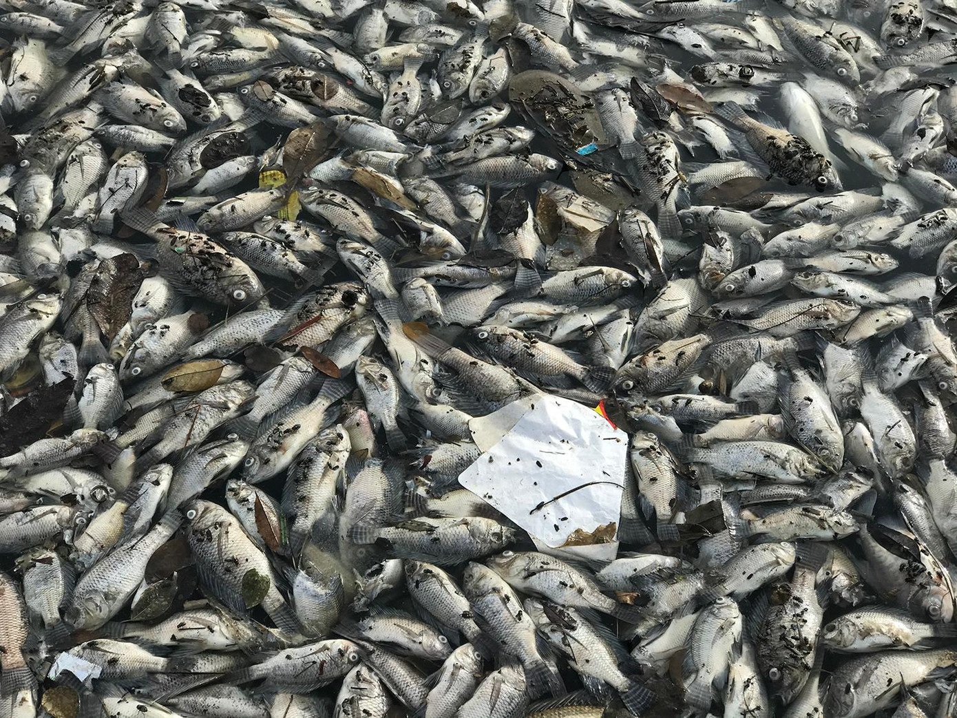 Ruồi nhặng bâu kín những khu vực cá chết