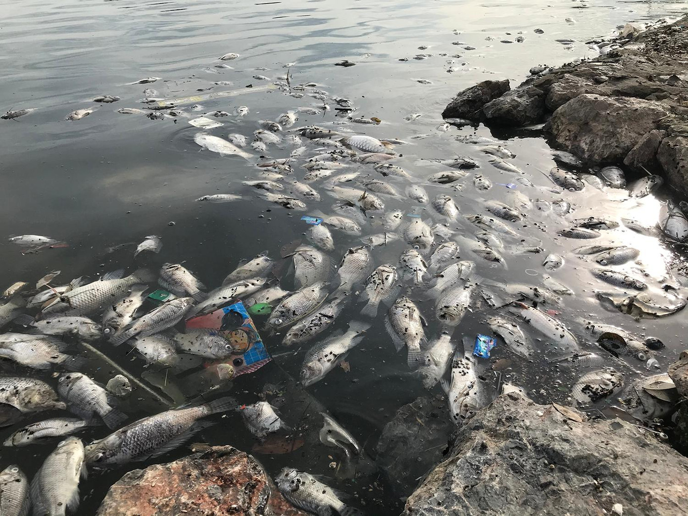 Trong khi đó, ở các mép nước sát bờ hồ, nhiều khu vực cũng xuất hiện nhiều mảng cá chết