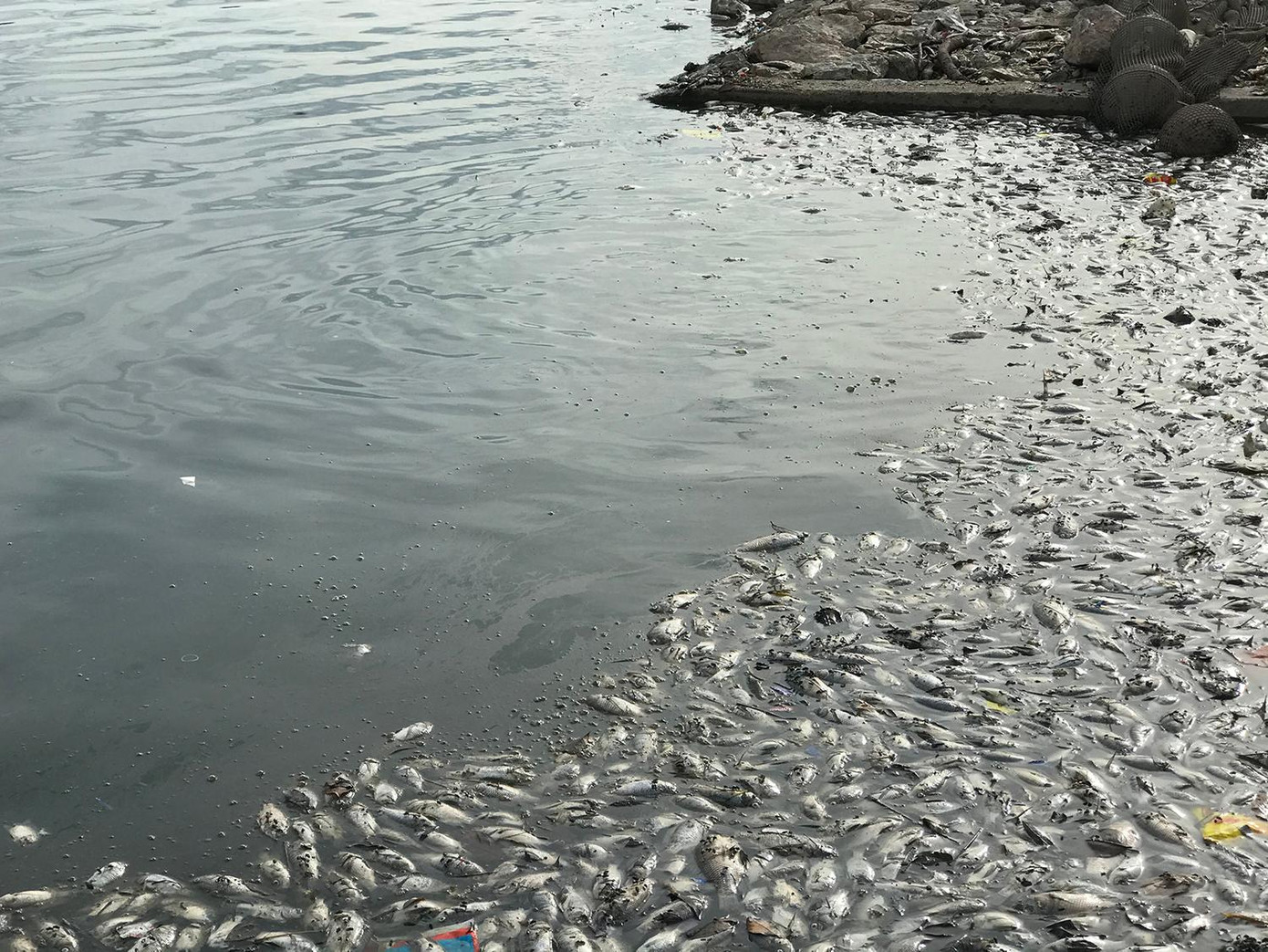 Cá chết đủ thể loại, cả to lẫn bé