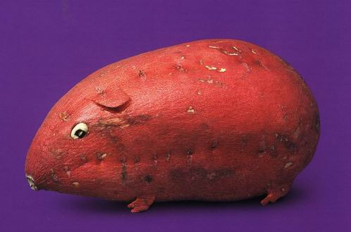 Thế giới động vật rau củ quả ngộ nghĩnh ảnh 12