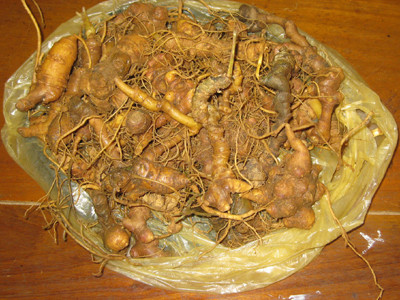 Tang vật sâm Ngọc Linh được thu giữ tại Công an huyện Nam Trà My. Tang vật sâm Ngọc Linh được thu giữ tại Công an huyện Nam Trà My