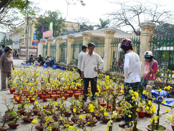 Mai đã nở bung trong cái nắng của Hà Nội nhưng vẫn ít người mua