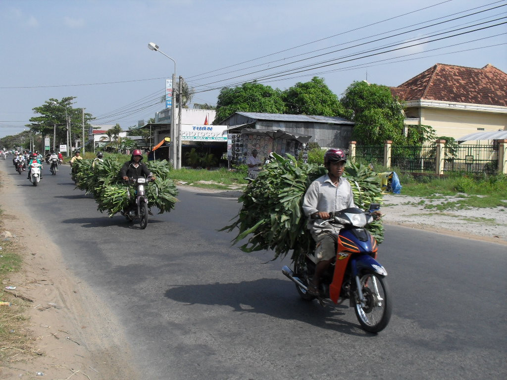 Chở cỏ cho trâu, bò ăn.