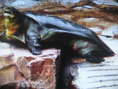 Giải Thượng Hải. Giải Thượng Hải