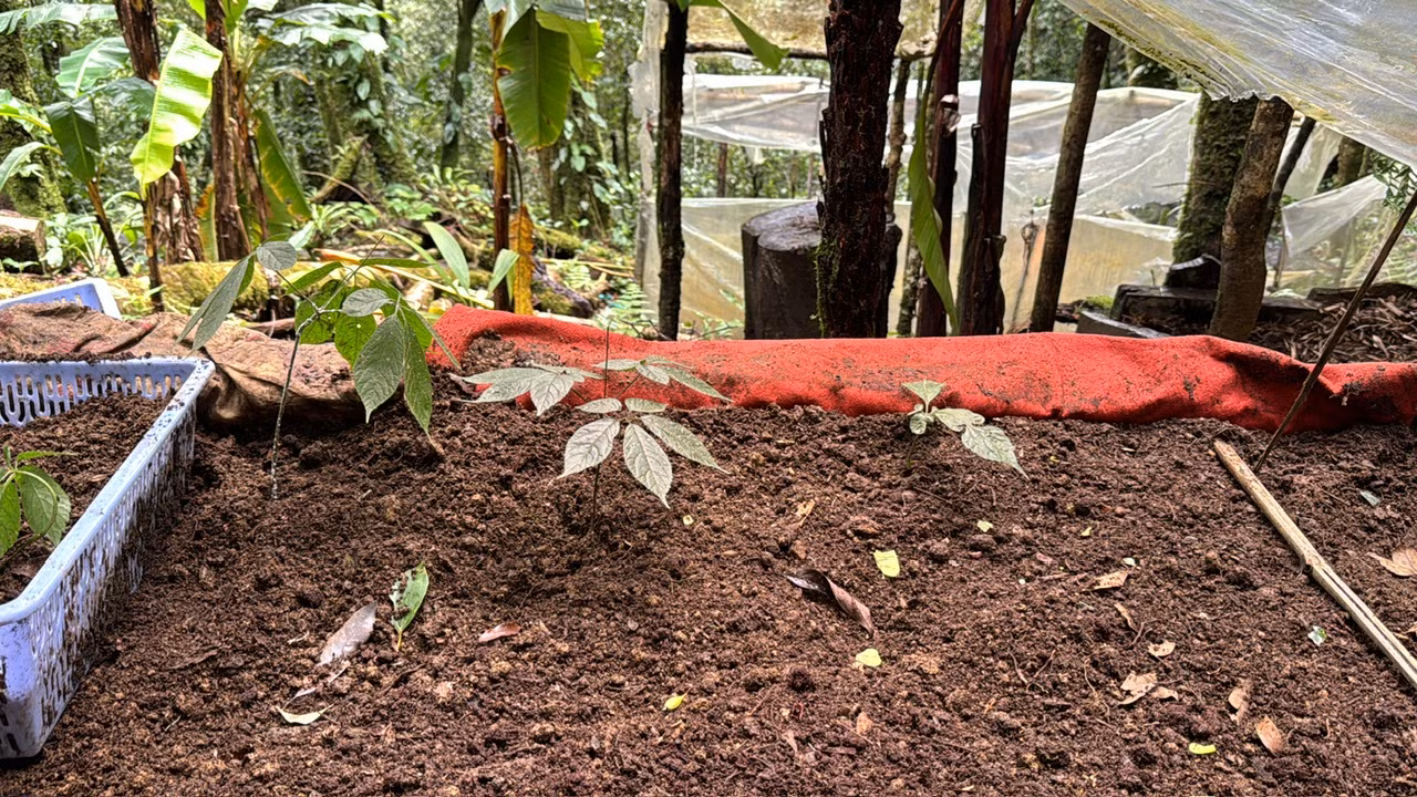 3 gốc sâm bị đánh rơi khi kẻ trộm tẩu thoát