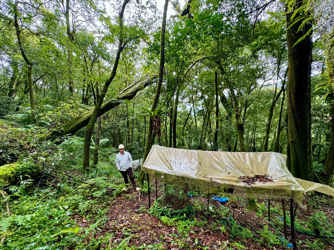 Để bảo vệ vườn sâm, người dân chia thành các tổ thay phiên nhau tuần tra cả ngày lẫn đêm