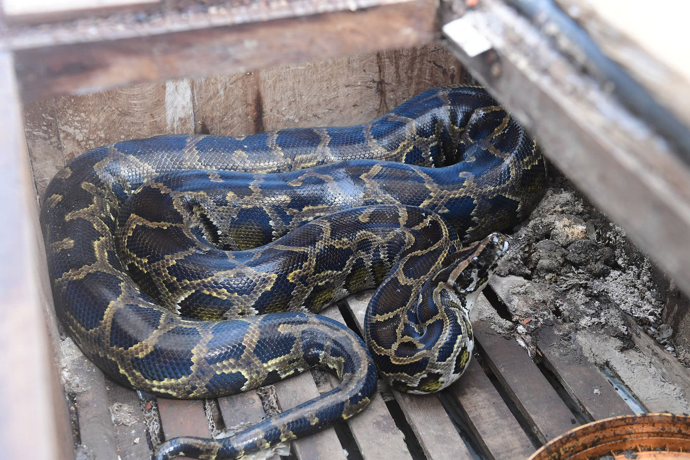 Cá thể trăn đất được người dân giao nộp. Ảnh: Đức Thành Cá thể trăn đất được người dân giao nộp. Ảnh: Đức Thành