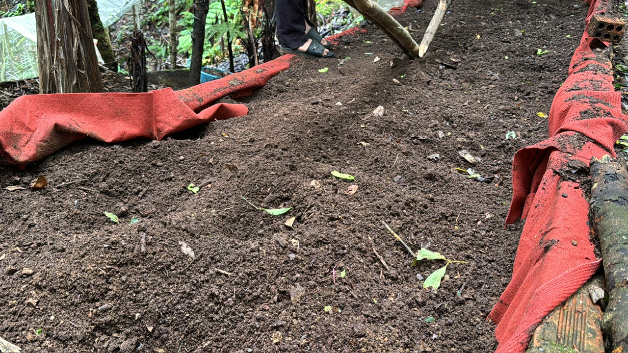 Dấu chân của kẻ trộm sâm tại hiện trường Dấu chân của kẻ trộm sâm tại hiện trường