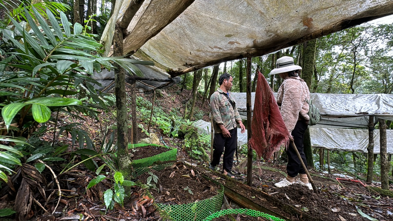 Toàn bộ số sâm từ 3-7 năm tuổi đã bị nhổ sạch Toàn bộ số sâm từ 3-7 năm tuổi đã bị nhổ sạch