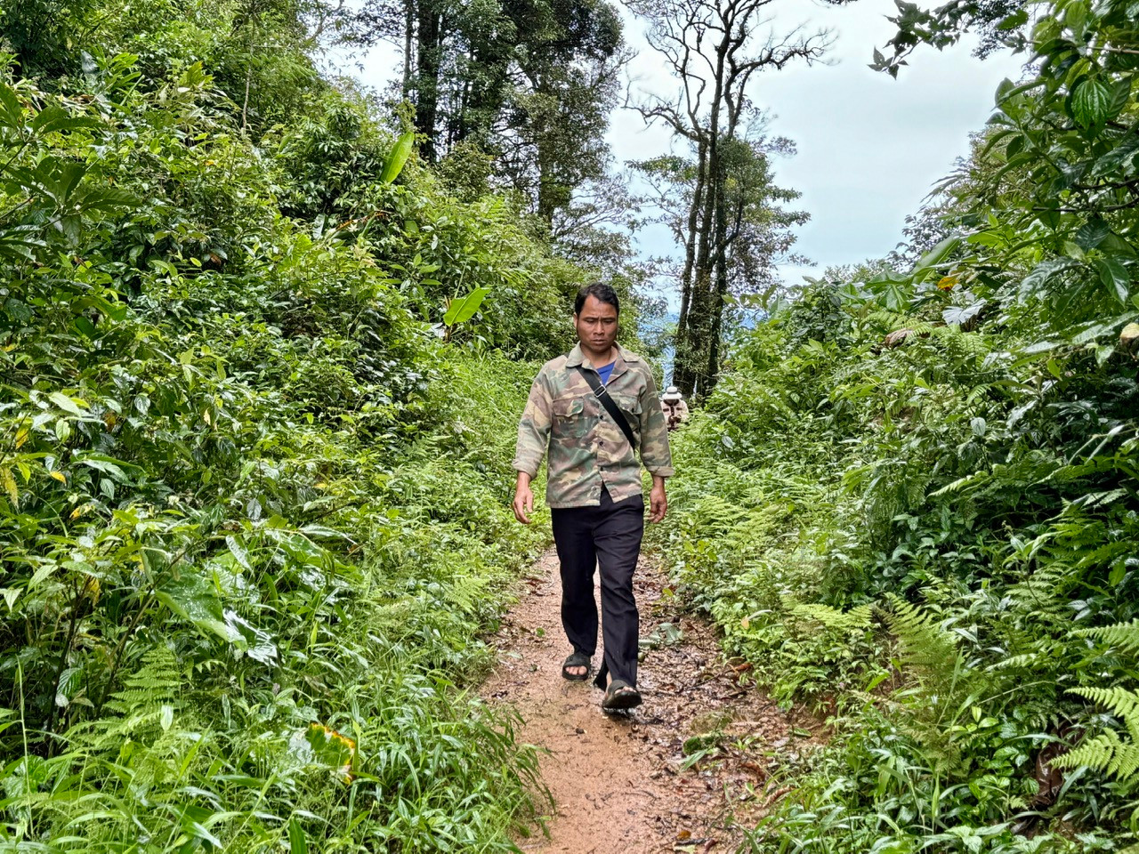 Ông A Đốc chưa hết bàng hoàng khi mất trắng 300 gốc sâm trong vòng 1 đêm