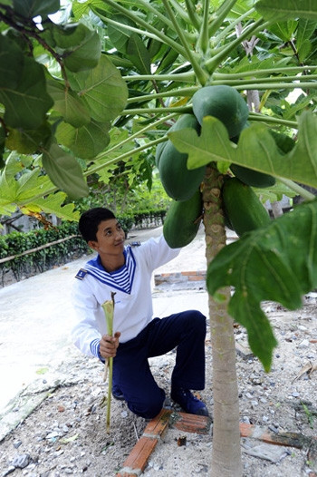 Đu đủ ở Nam Yết quả rất to và ngọt 