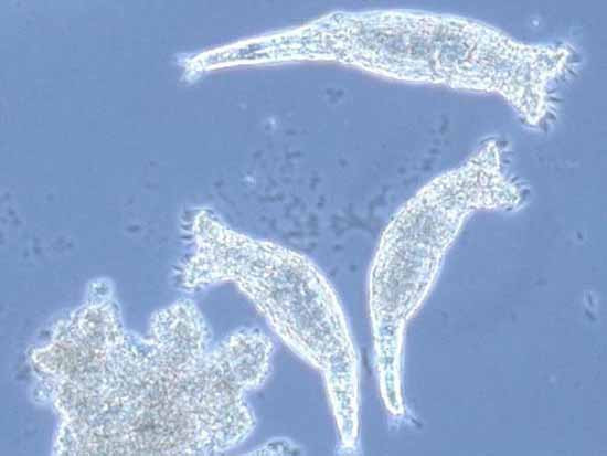 Bdelloid rotifer đã tạo thành các 