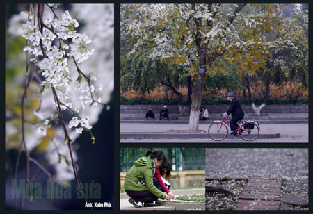 thoáng Mùa hoa sưa. Ảnh: Xuân Phú