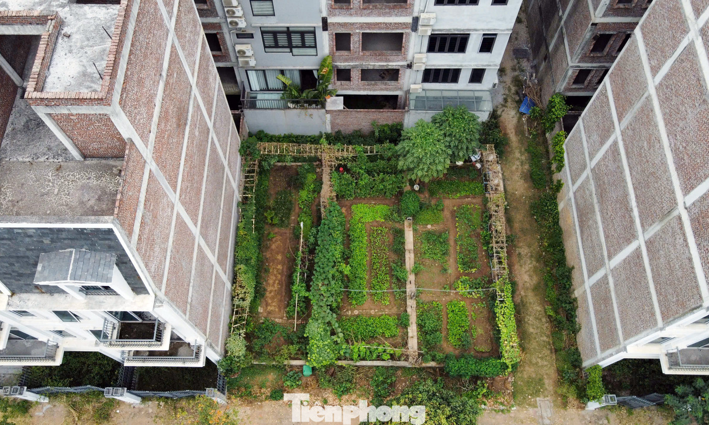 Một số lô đất chưa xây dựng đang được người dân tận dụng trồng rau. Một số lô đất chưa xây dựng đang được người dân tận dụng trồng rau.