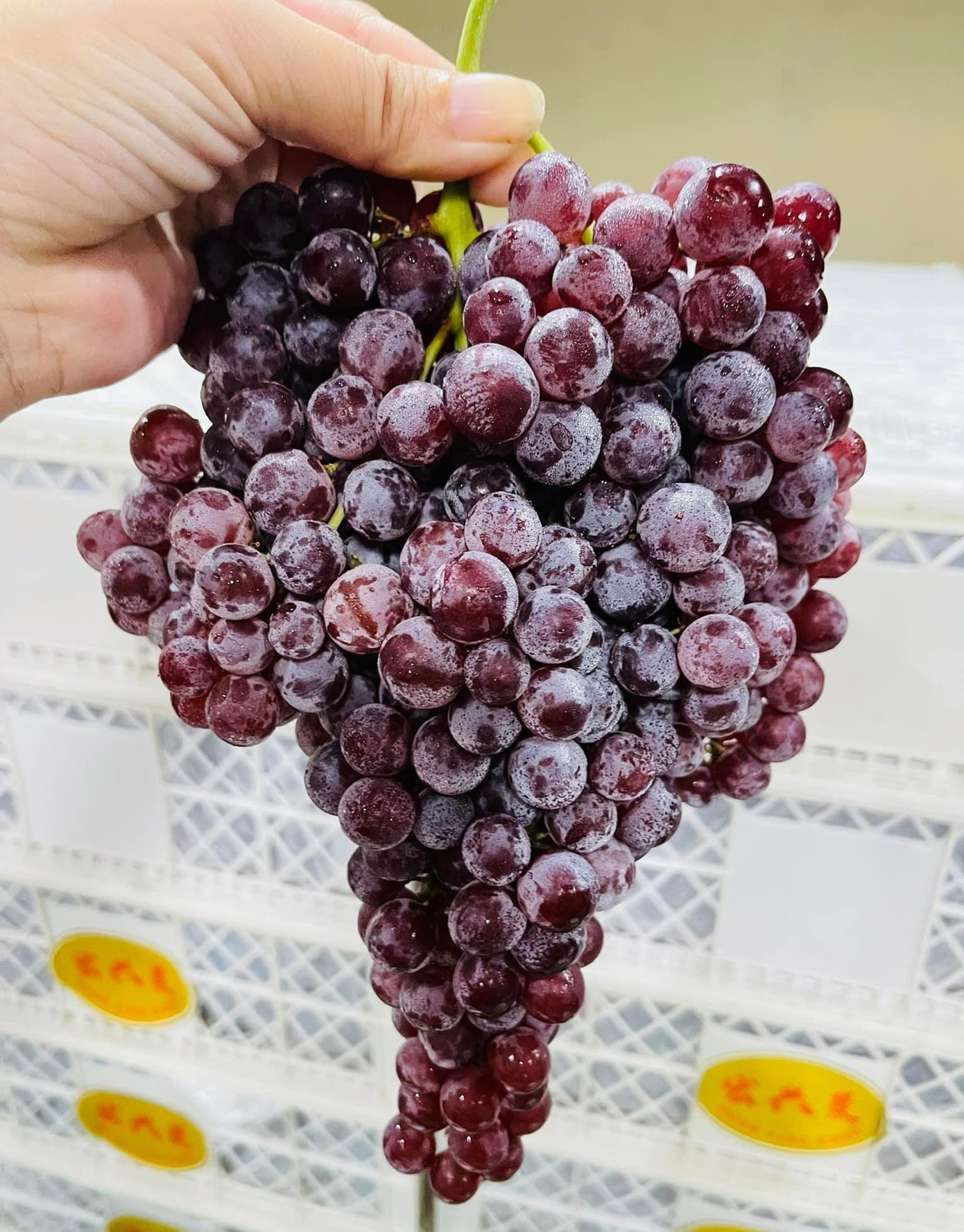 Tại chợ đầu mối online với 250 nghìn thành viên tham gia mua bán, nho kẹo Trung Quốc được rao bán giá sỉ chỉ 20.000-25.000 đồng/kg tuỳ loại (Ảnh: NVCC)