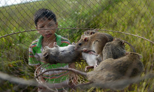 Người dân nơi đây cho biết, chuột đồng ăn thóc, ăn hoa màu nên rất sạch sẽ, không bẩn như chuột nhà nên thịt rất thơm ngon