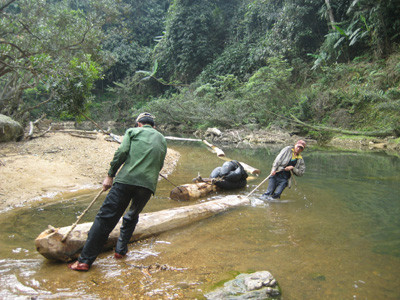 Lâm tặc kéo gỗ từ rừng ra sông Ngàn Sâu Ảnh: N.P.C. Lâm tặc kéo gỗ từ rừng ra sông Ngàn Sâu Ảnh: N.P.C