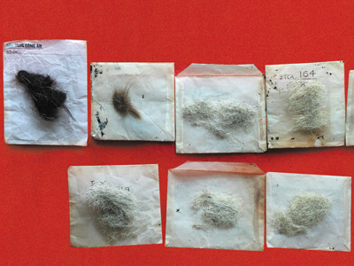  9 mẫu tóc của Bác được người chiến sỹ Bộ Tư lệnh Cảnh vệ góp nhặt khi cắt tóc cho Bác (1965 -1967) 