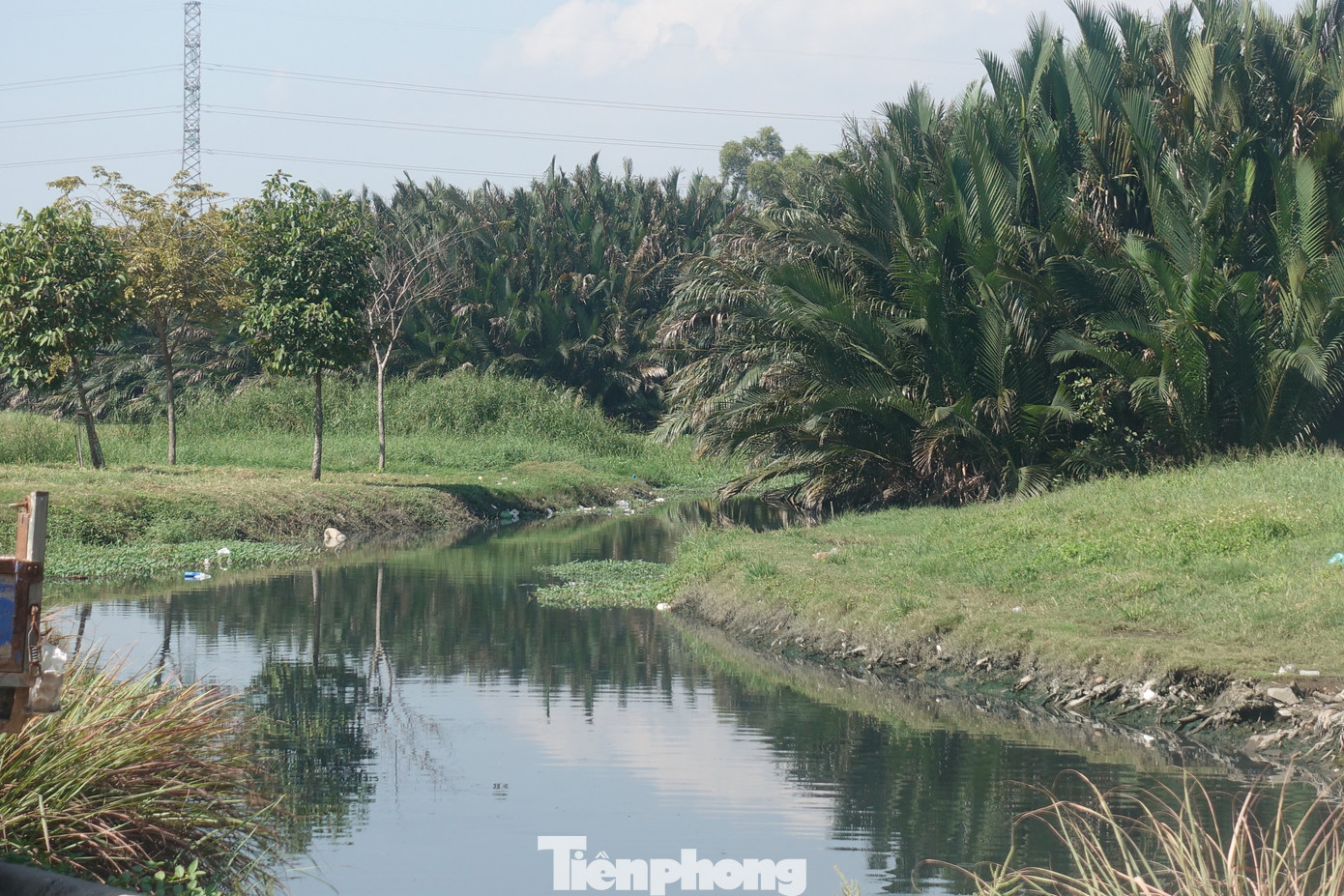 Ao cá Hương Tràm hiện nay được bao phủ bởi nhiều loại cây cỏ và cây dừa nước. Ao cá Hương Tràm hiện nay được bao phủ bởi nhiều loại cây cỏ và cây dừa nước.