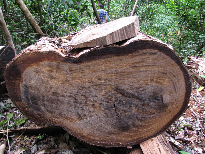 Gỗ nghiến bị đốn hạ tại VQG Ba Bể. Ảnh: Tuấn Nguyễn