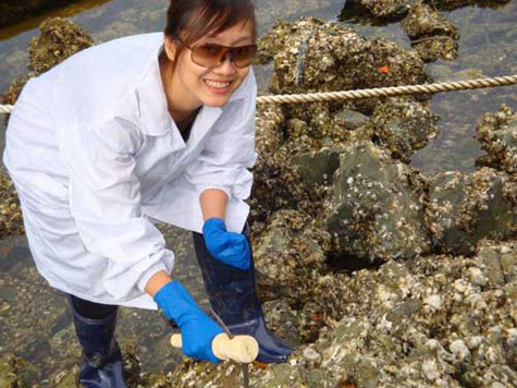 PGS Nguyễn Khánh Diệu Hồng lấy mẫu Hàu biển trên đá để kiểm tra mức độ ô nhiễm dầu – Viện Nghiên cứu biển Hàn Quốc KORDI 2010 