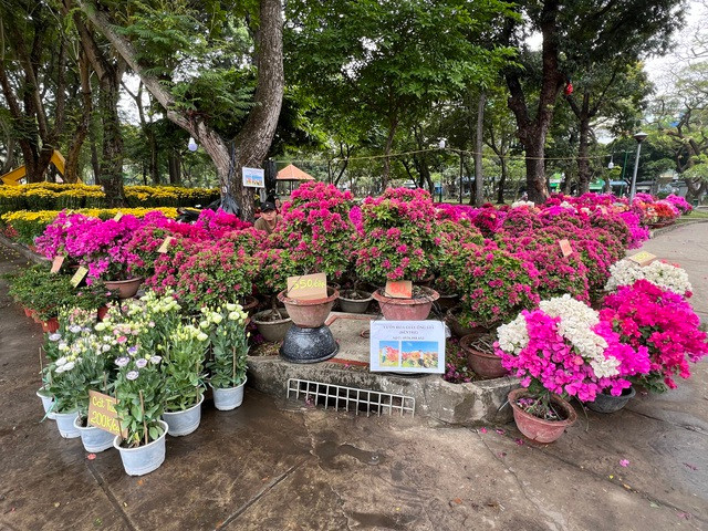 Hoa giấy ở công viên Lê Văn Tám được niêm yết giá rõ ràng để thu hút khách