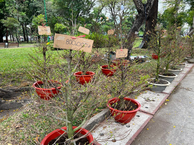 Một số điểm cho thuê mai Tết với giá chưa tới 1 triệu đồng/chậu