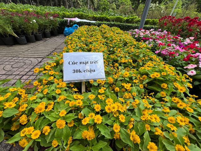 Hoa cúc mặt trời đồng giá chỉ 30.000 đồng/chậu
