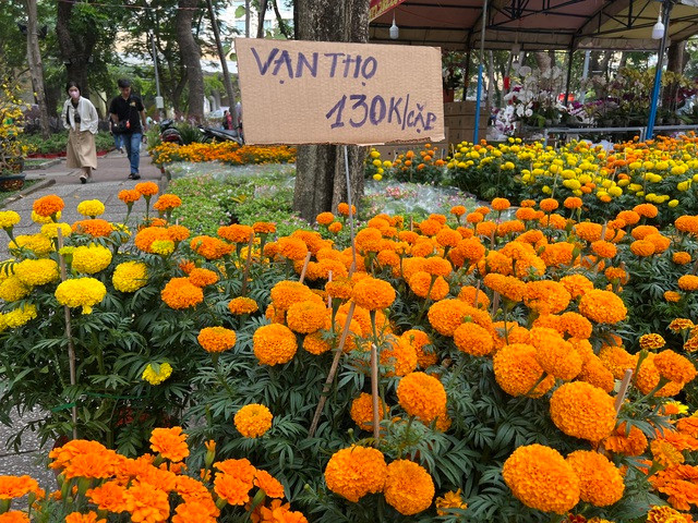 Cúc vạn thọ ở công viên Lê Văn Tám giảm giá còn 130.000 đồng/chậu