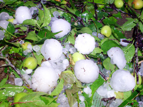 Cục mưa đá có kích thước lớn hơn quả táo rơi xuống tàn phá các huyện Mường Khương, Si Ma Cai, Bắc Hà của tỉnh Lào Cai - Ảnh: Tùng Lâm (Chụp ngày 27/3). Cục mưa đá có kích thước lớn hơn quả táo rơi xuống tàn phá các huyện Mường Khương, Si Ma Cai, Bắc Hà của tỉnh Lào Cai - Ảnh: Tùng Lâm (Chụp ngày 27/3)