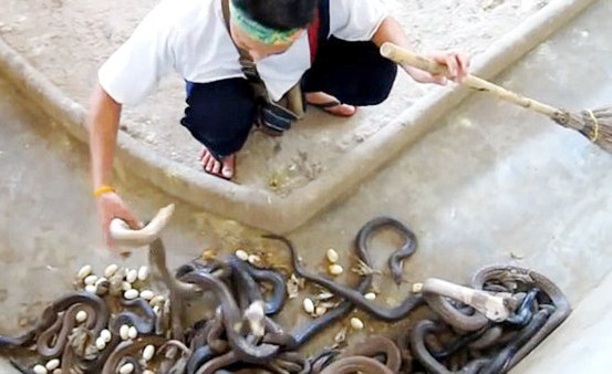 Indiana Jones dọn vệ sinh trong chuồng rắn độc. dọn vệ sinh trong chuồng rắn độc