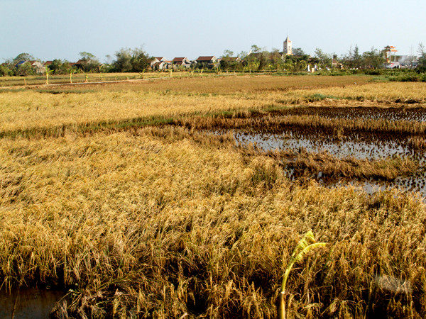 Nhiều diện tích cây màu, lúa chưa kịp thu hoạch đã bị cơn bão tàn phá