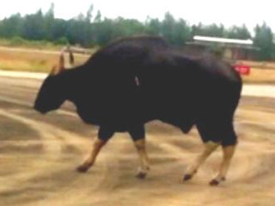Con bò tót lúc còn sống ở sân bay Phú Bài