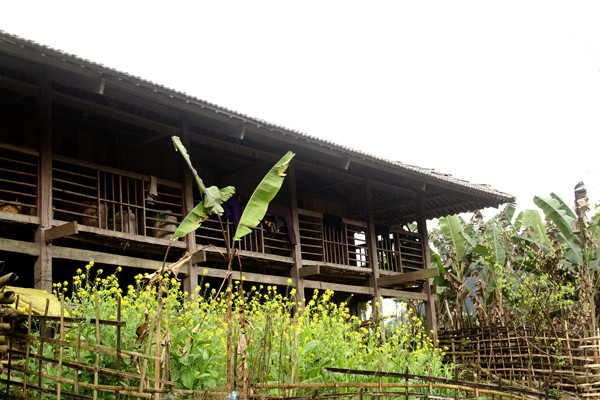 Phía trước có khoảnh vườn trồng cải, hay cây đào, cây mận