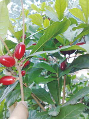 Cây có trái quanh năm được chào bán giá ít nhất 900.000 đồng/cây