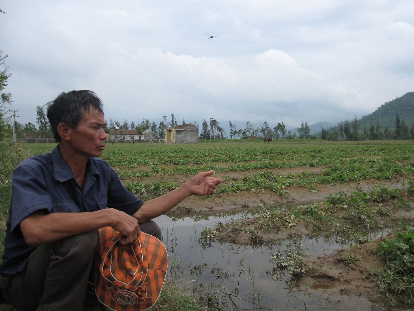 Ông Hoàng Xuân Hòa, xã Xuân Thành bên cánh đồng sắn bị bão số 3 quật ngã