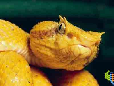 Rắn vàng có mào