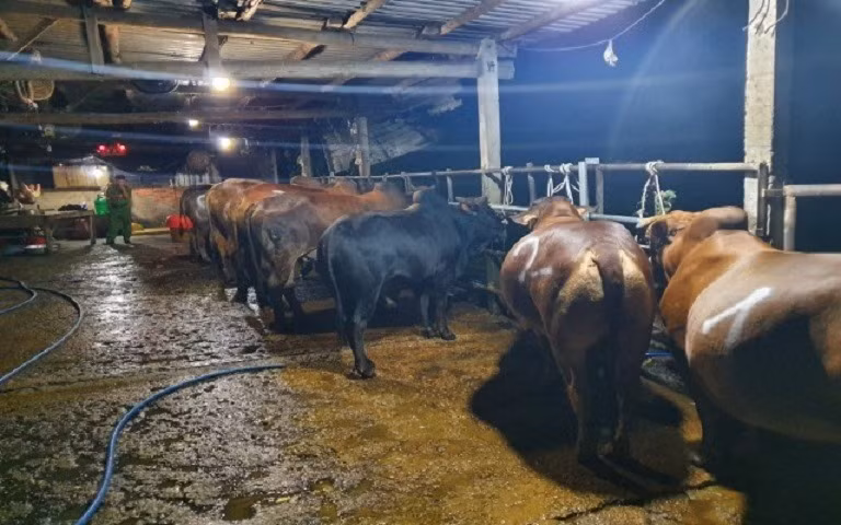 Đề xuất xử lý 2 cơ sở giết mổ bơm nước vào bò để tăng trọng lượng ảnh 1