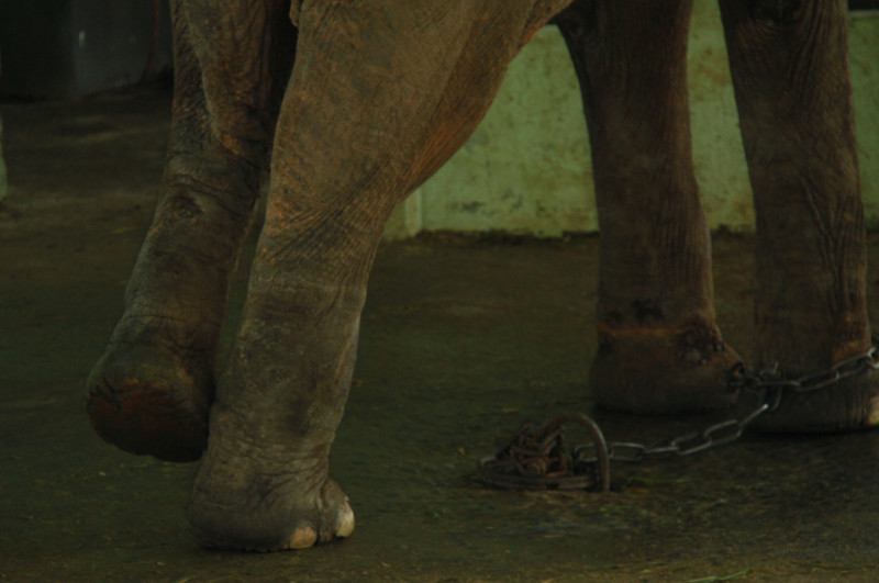 Một chân sau thỉnh thoảng lại co lên. Có nhiều vết lồi lõm