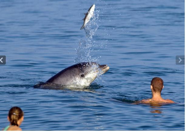 “Cô” cá heo Dave đang chơi đùa với một chú cá.