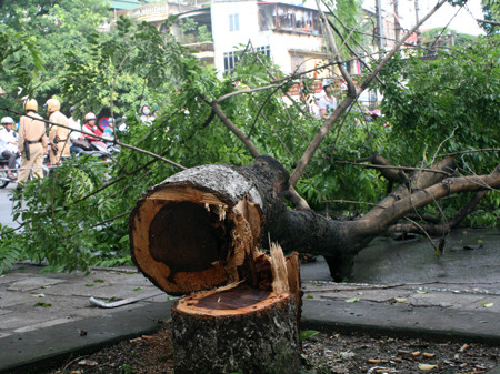 Cây sưa bị đốn hạ trước cổng ĐH Kiến trúc