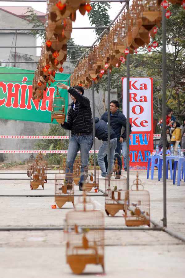 Hạ xuống đất những chú chim bị loại