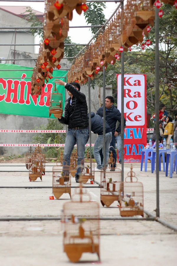 Hạ xuống đất những chú chim bị loại