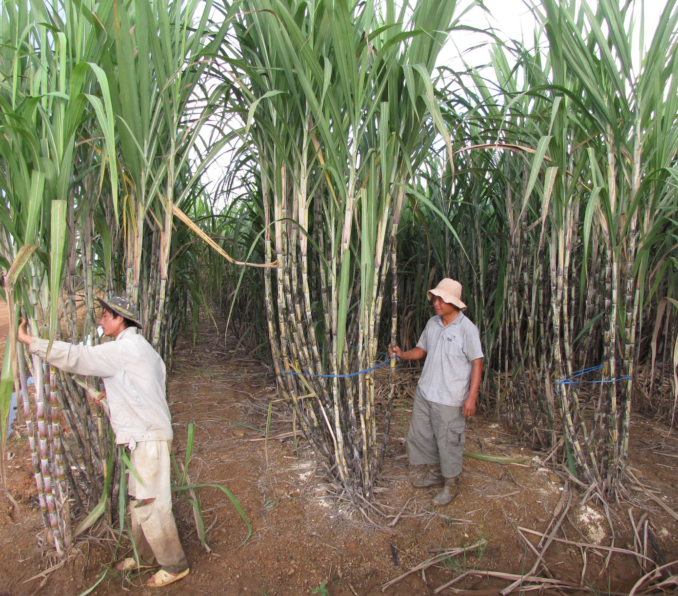 Mía của HAGL tại Lào