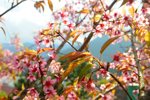 Cây đào trước cổng trường PTDTBT- THCS Lê Văn Tám nở hoa rực rỡ nhất