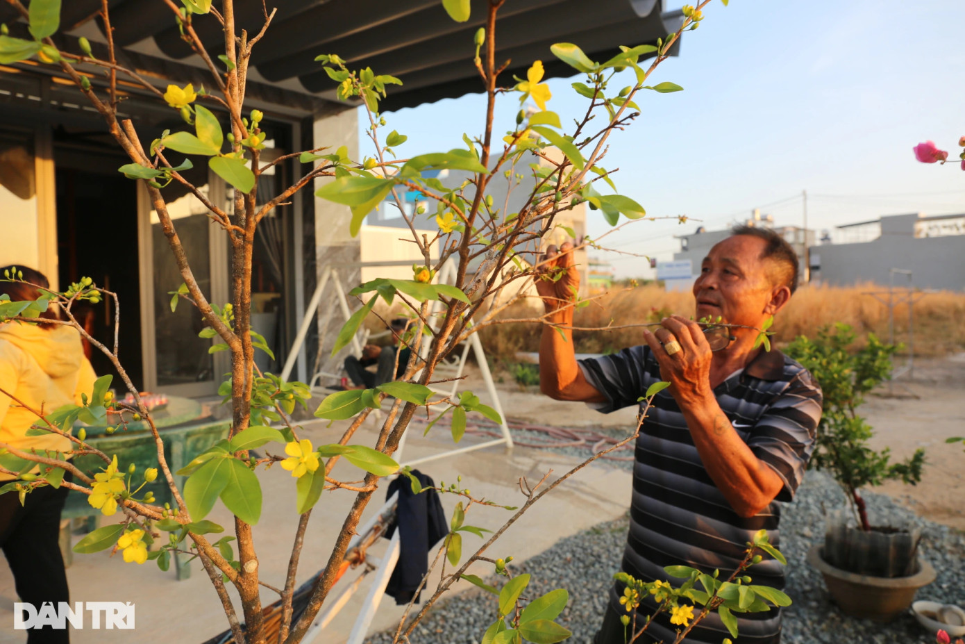 Tết này, ông Trần Quý Vượng (xã Bình Sơn, huyện Long Thành) cùng gia đình sẽ đón Tết Nguyên đán đầu tiên tại ngôi nhà mới xây trong khu tái định cư. Khi chuyển nhà sang khu ở mới, ông Vượng vẫn mang theo chậu mai vàng ở khu vườn cũ để chơi Tết.