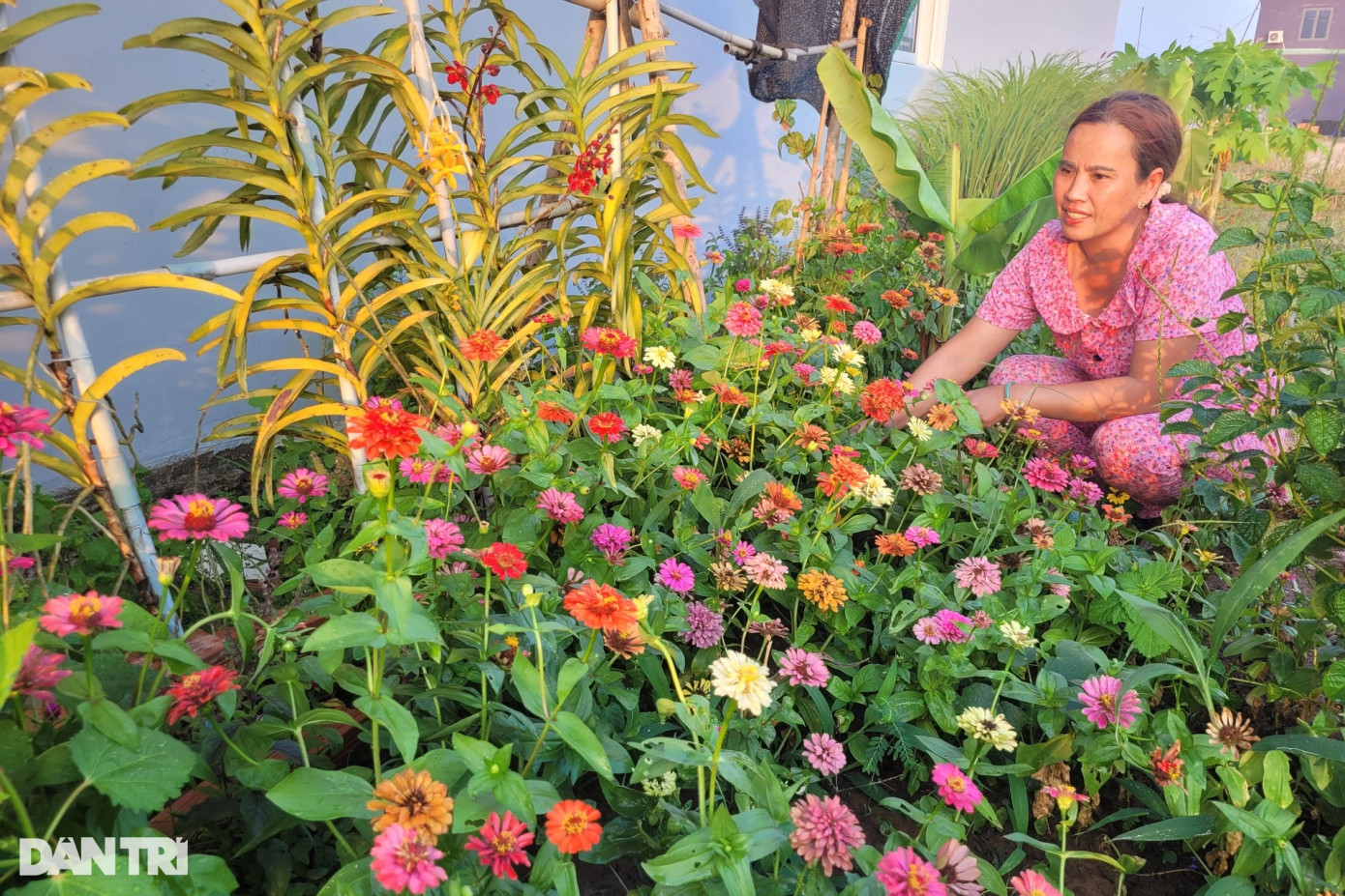 Những vườn hoa của bà con tại nơi ở mới bắt đầu khoe sắc đón xuân. Giáp Tết, đi đâu trong khu tái định cư cũng cảm nhận không khí Tết đến xuân về rộn ràng khắp nơi.