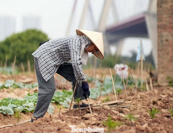 Cắm cọc tre tránh gió lớn và chó mèo chạy qua làm đổ gãy là một trong những công việc đầu tiên ngay sau khi trồng đào giống. Cắm cọc tre tránh gió lớn và chó mèo chạy qua làm đổ gãy là một trong những công việc đầu tiên ngay sau khi trồng đào giống.
