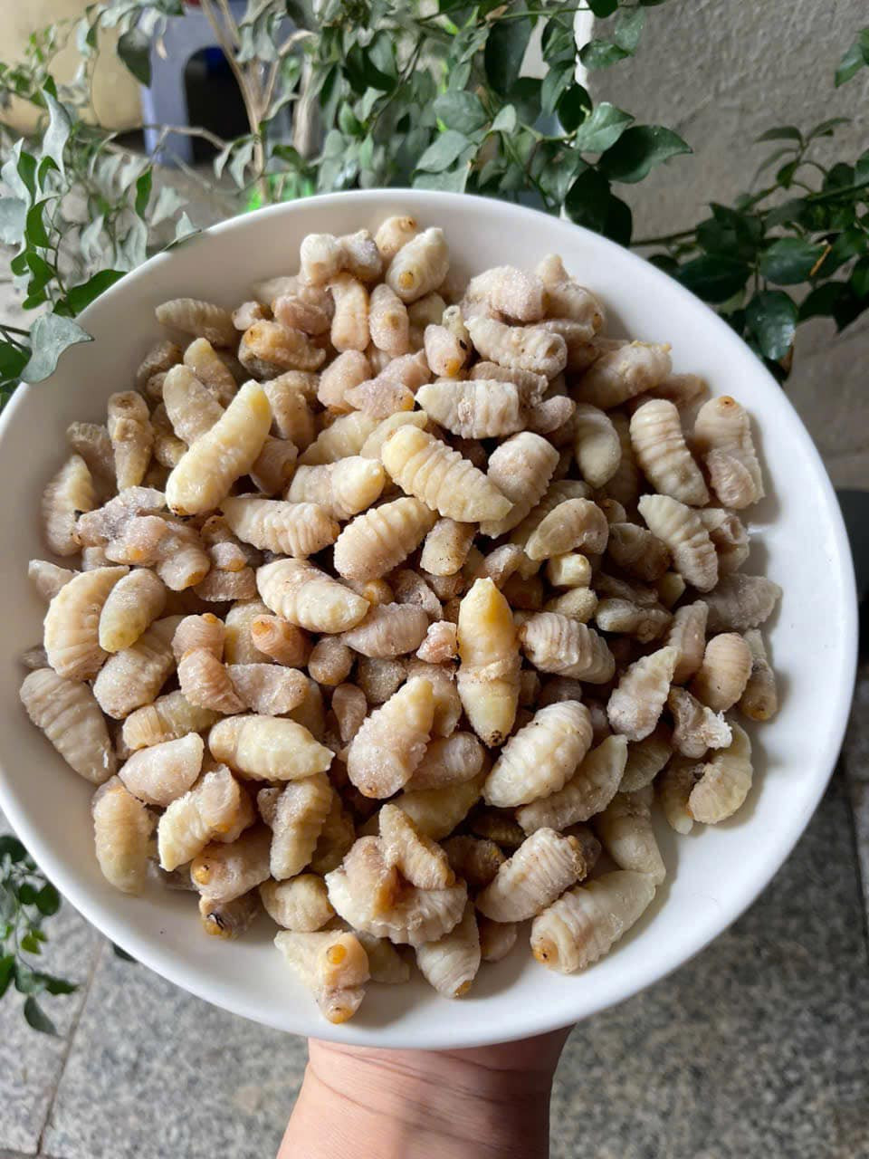 Việc sơ chế nhộng ong đất đòi hỏi tỉ mỉ để đảm bảo giữ được hình dáng và hương vị tự nhiên. Ảnh: Bích Thùy Việc sơ chế nhộng ong đất đòi hỏi tỉ mỉ để đảm bảo giữ được hình dáng và hương vị tự nhiên. Ảnh: Bích Thùy