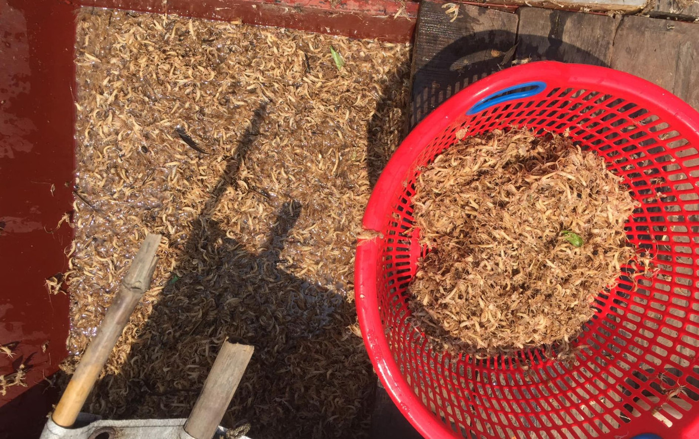 Sau khi đánh bắt, vờ được đem đãi ngay trên sông để loại bỏ phần xác mềm vừa lột xong. Ảnh: Tùng Đào Sau khi đánh bắt, vờ được đem đãi ngay trên sông để loại bỏ phần xác mềm vừa lột xong. Ảnh: Tùng Đào